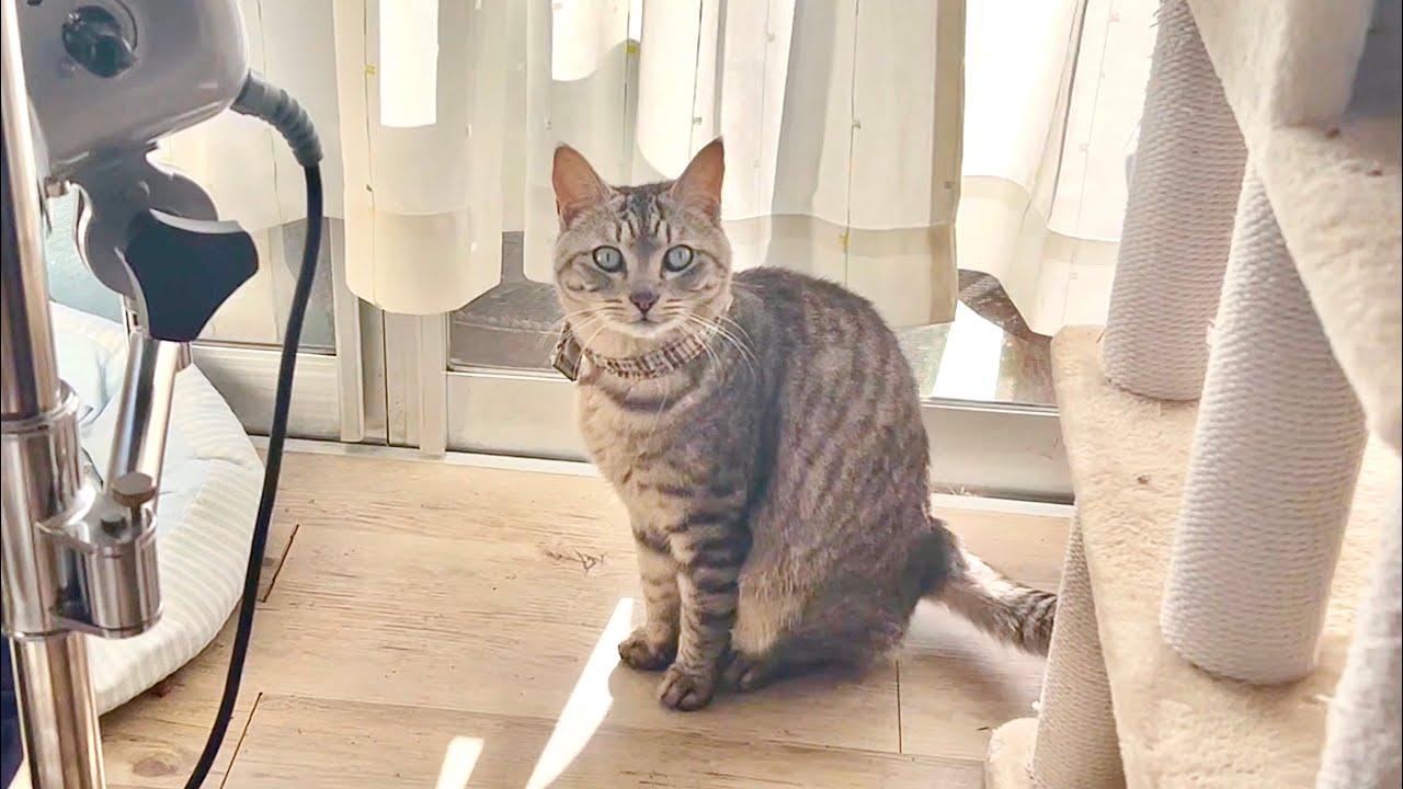 ブラックな猫従業員の叫びと謎の昼休み休憩