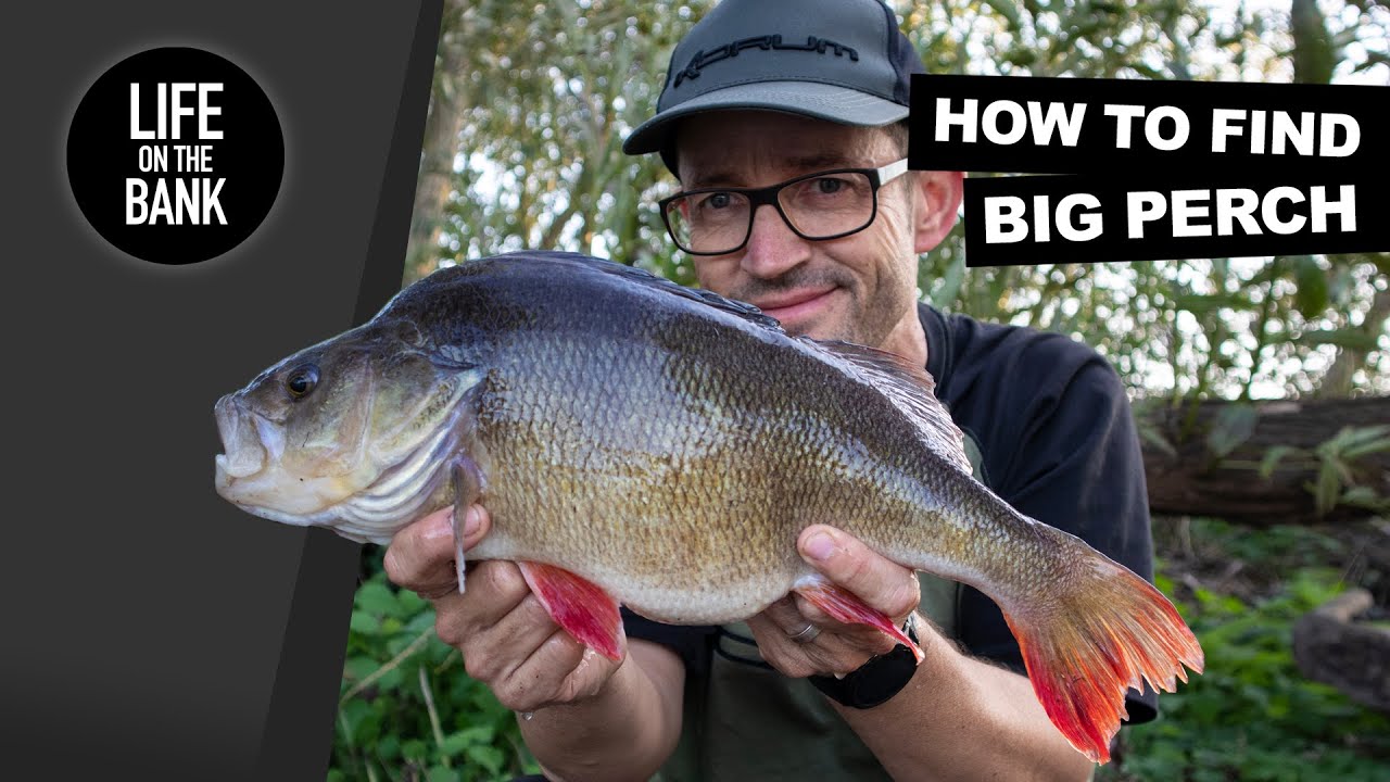 FISHING FOR BIG PERCH - THE SEARCH