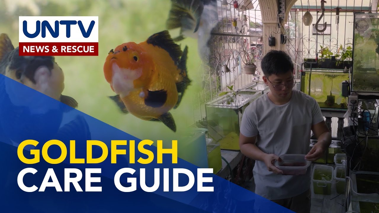 Mga dapat tandaan sa pag-aalaga ng goldfish | Pet Talk