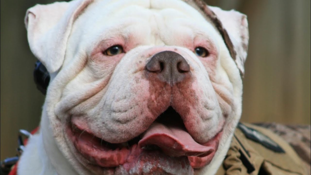 alapaha blue blood bulldog obedience