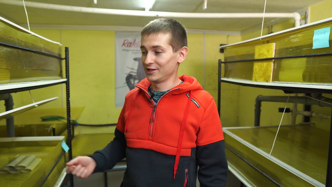 Розыгрыш раков, про червей, планы по разведению Австралийских раков