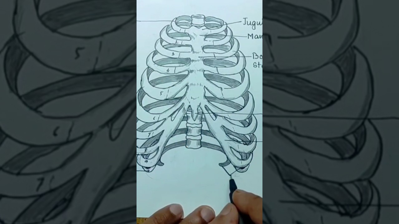 human rib cage drawing#ribcage