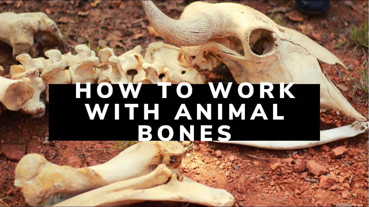 How To Work With Animal Bones | 🦴✨ | GODDESS HOUR
