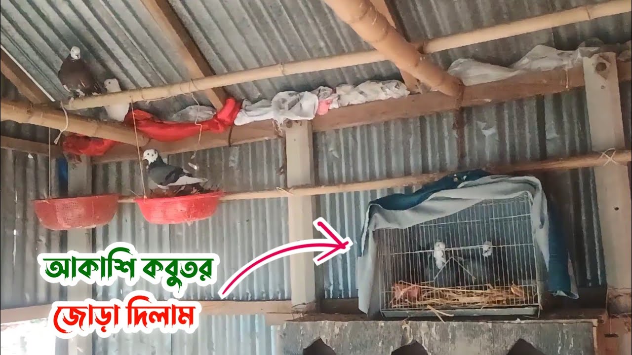 খামারের আকাশি কবুতর জোড়া দিলাম | Palash Pigeon Vlog