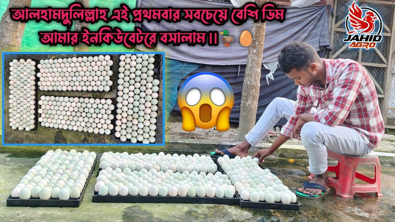 আলহামদুলিল্লাহ আবারো ইনকিউবেটরে ৪০০ পিস হাঁসের ডিম বসিয়ে দিলাম 🦆🤍🕊️|| Jahid Agro