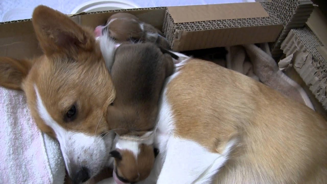 コーギー赤ちゃん、生後4日目