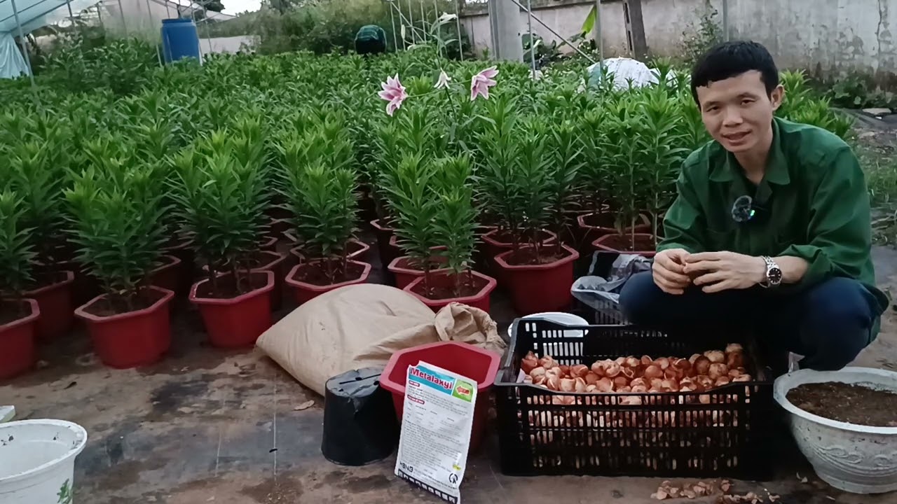 Hoa tulip trồng bao l&acirc;u ra hoa
