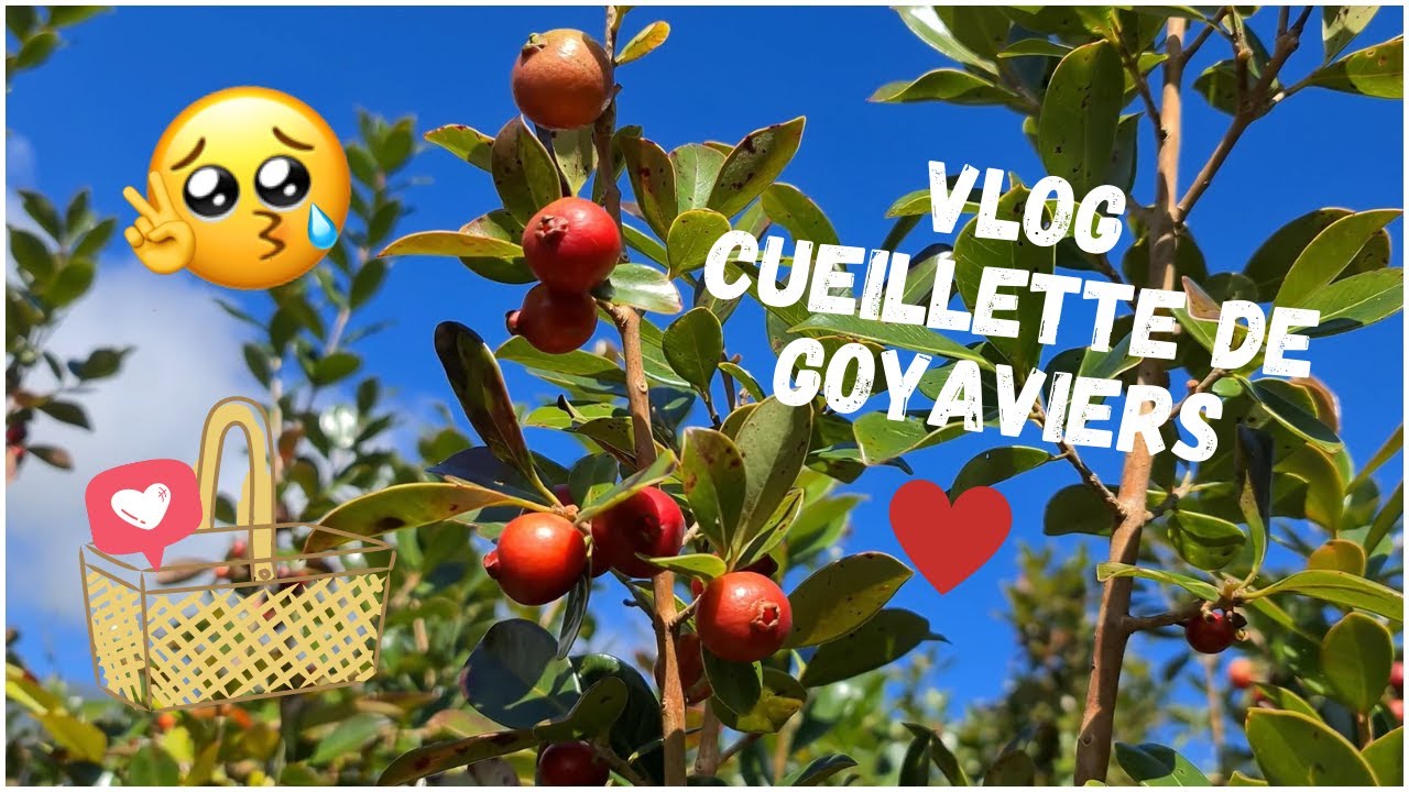♡ VLOG CUEILLETTE DE GOYAVIERS + RECETTE DE GELEE - By Cook and Cie with Love