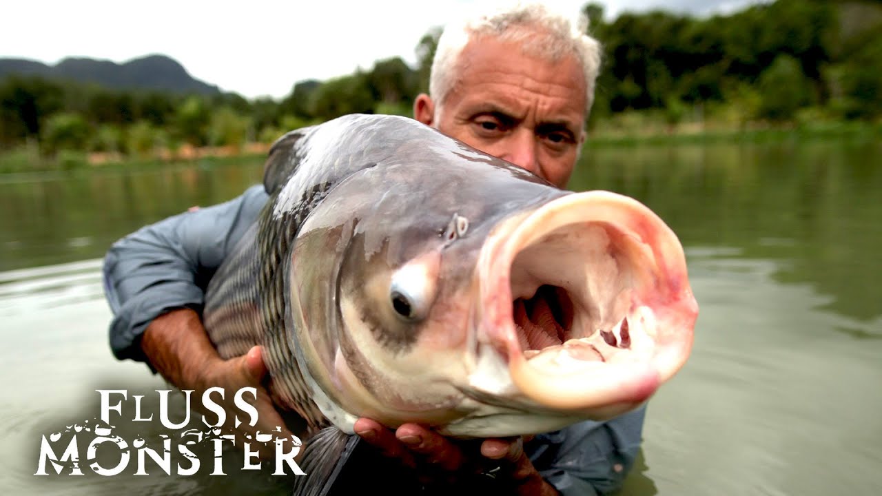 Der gemeine Hubschrauberwels: Verflucht sei, wer es fängt | S4 E04 | Fluss Monster