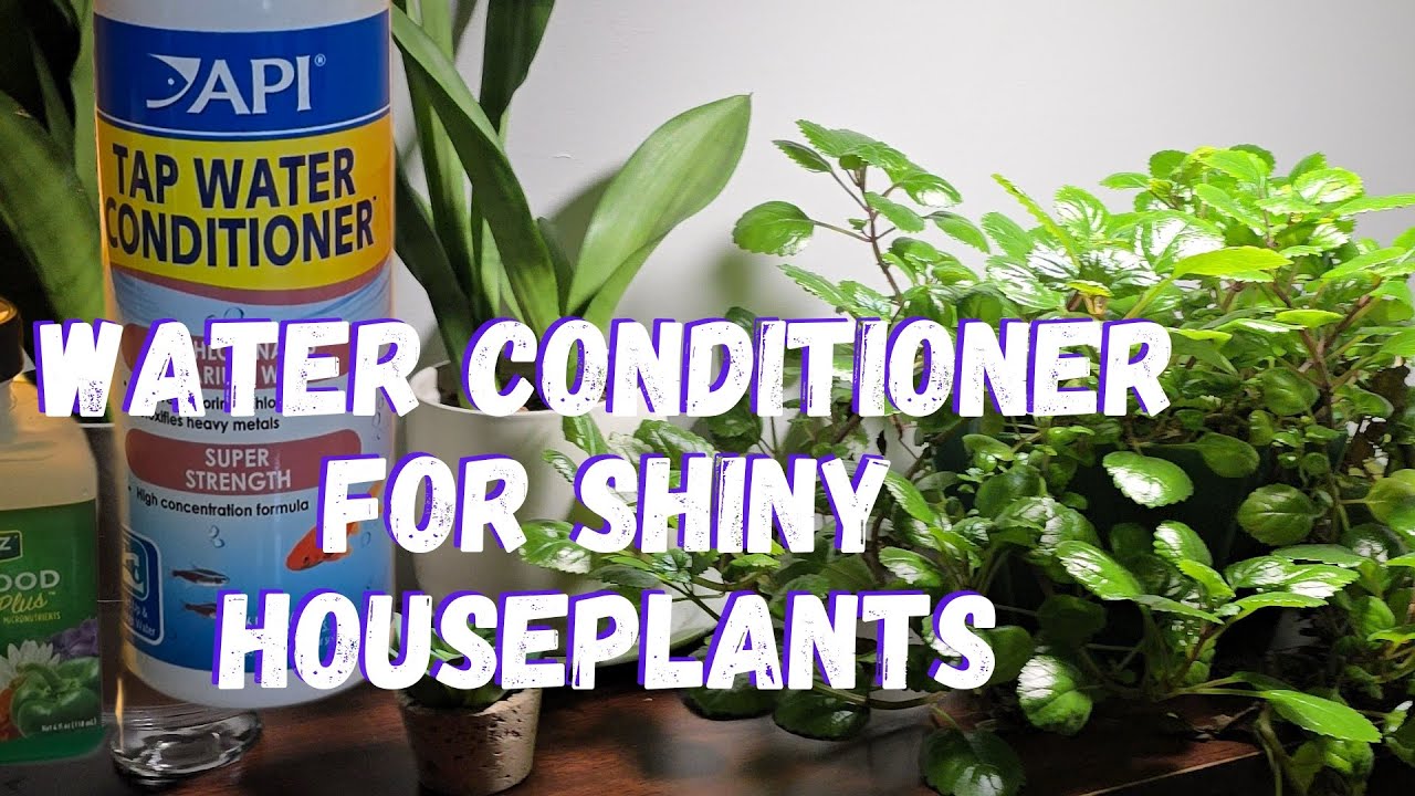 The Secret Ingredient For Thriving Houseplants &ndash; Water Conditioning!  Shiny & Healthy!