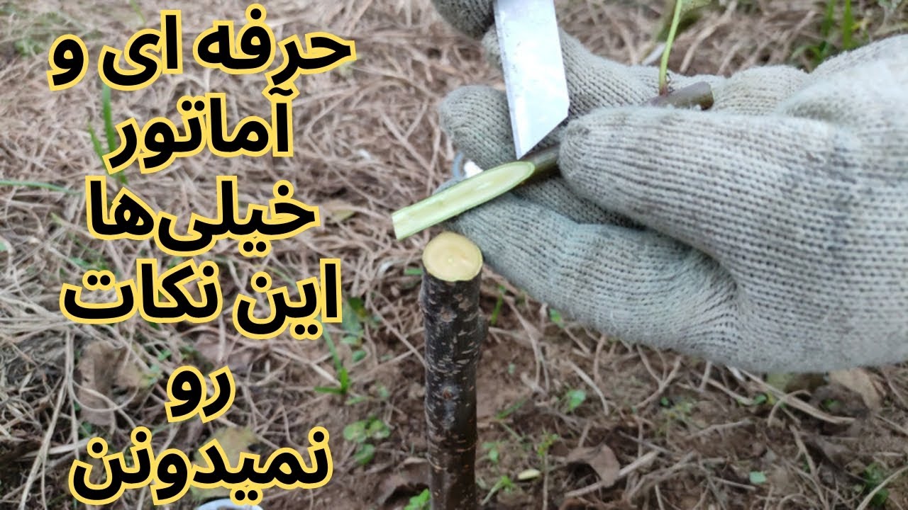 پیوند درخت سیب در فصل پاییز و اصول فنی بالا بردن موفقیت در این کار