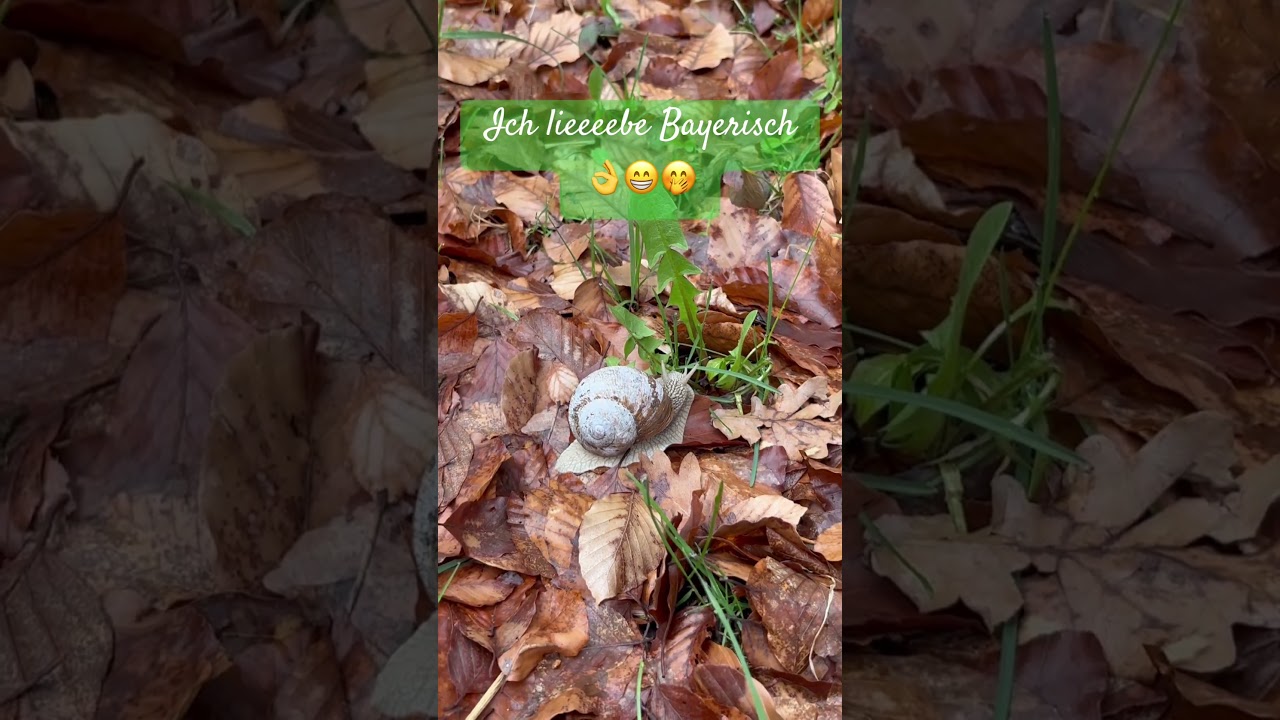 Die Weinschnecke isst L&ouml;wenzahn🤭😁 #comedy #flachwitz #funny #heftig #humor #lustig #martinfrank