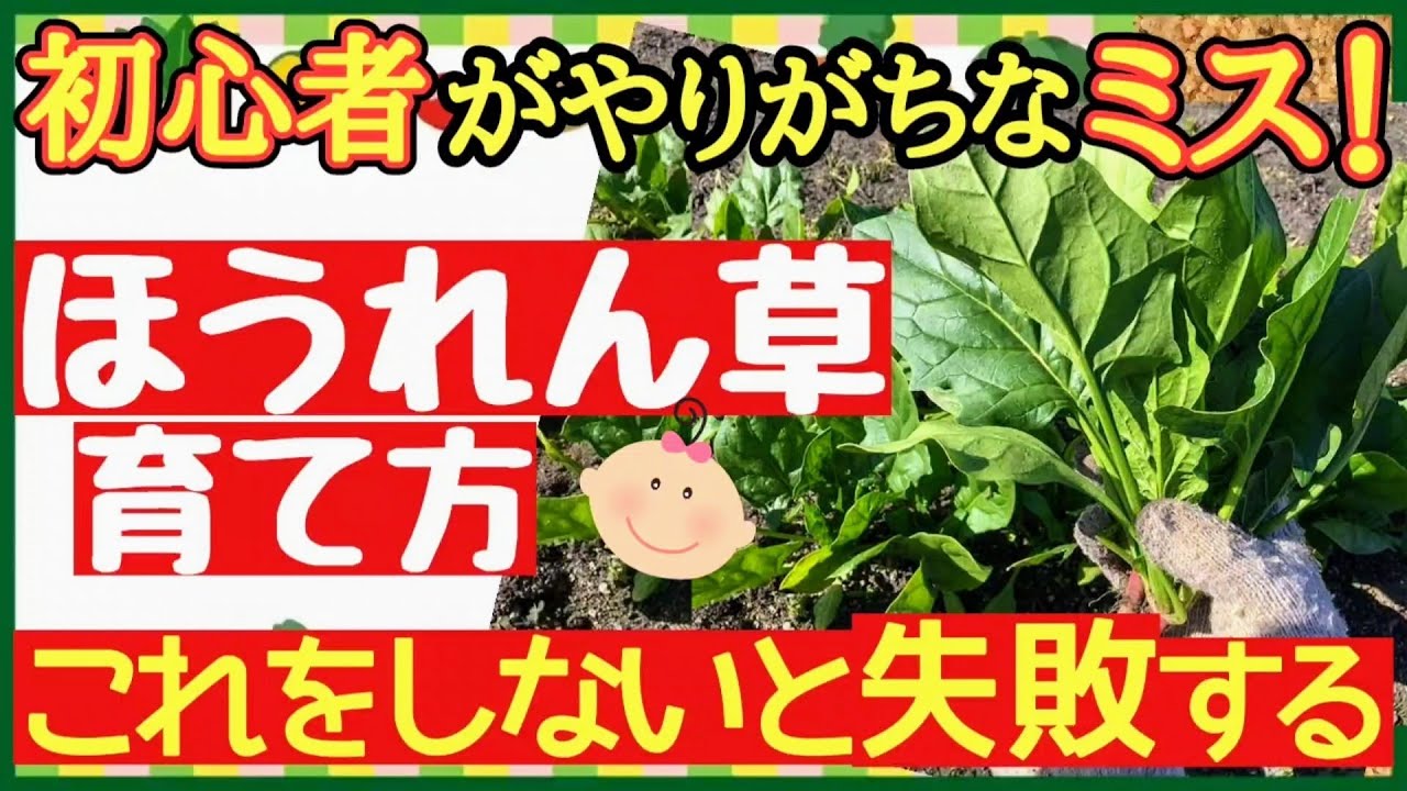誰でも！美味しいほうれん草が簡単に栽培できる♪種まき〜収穫までの最強の育て方を徹底解説【プランター家庭菜園】