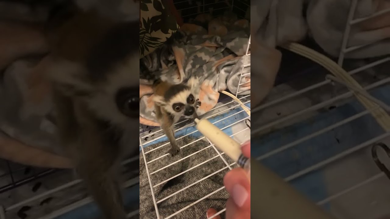 Baby lemur anyone got a name for her？ ❤️ #fyp #foryou #foryoupage