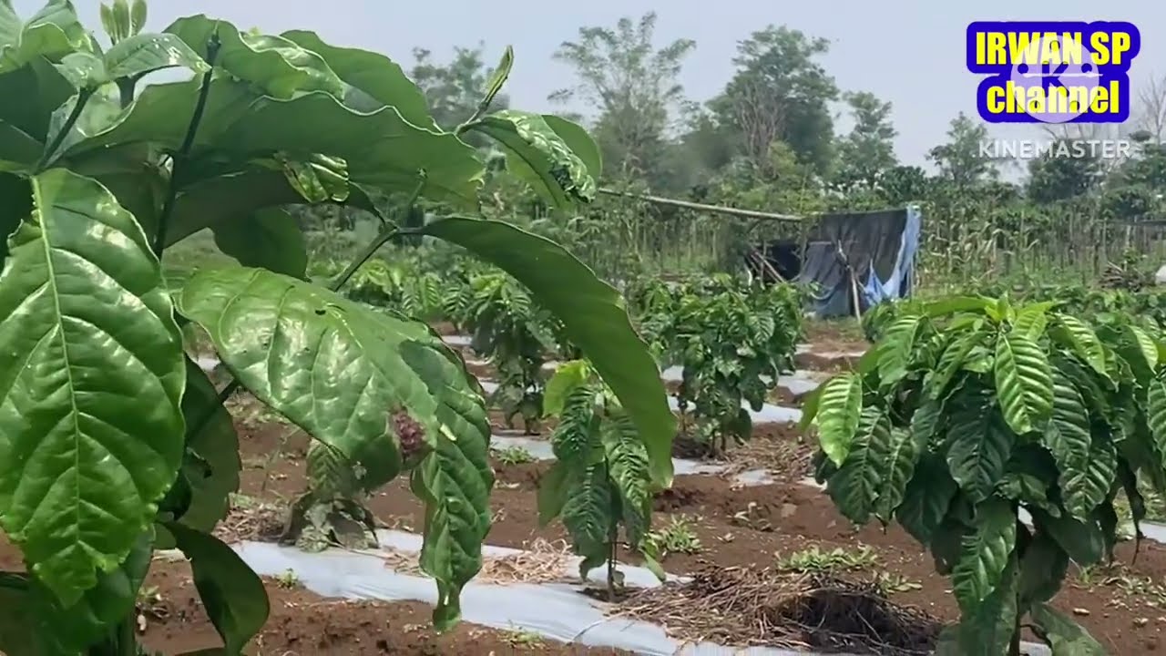 Tanam sistem pagar mulai panen umur 18 bulan