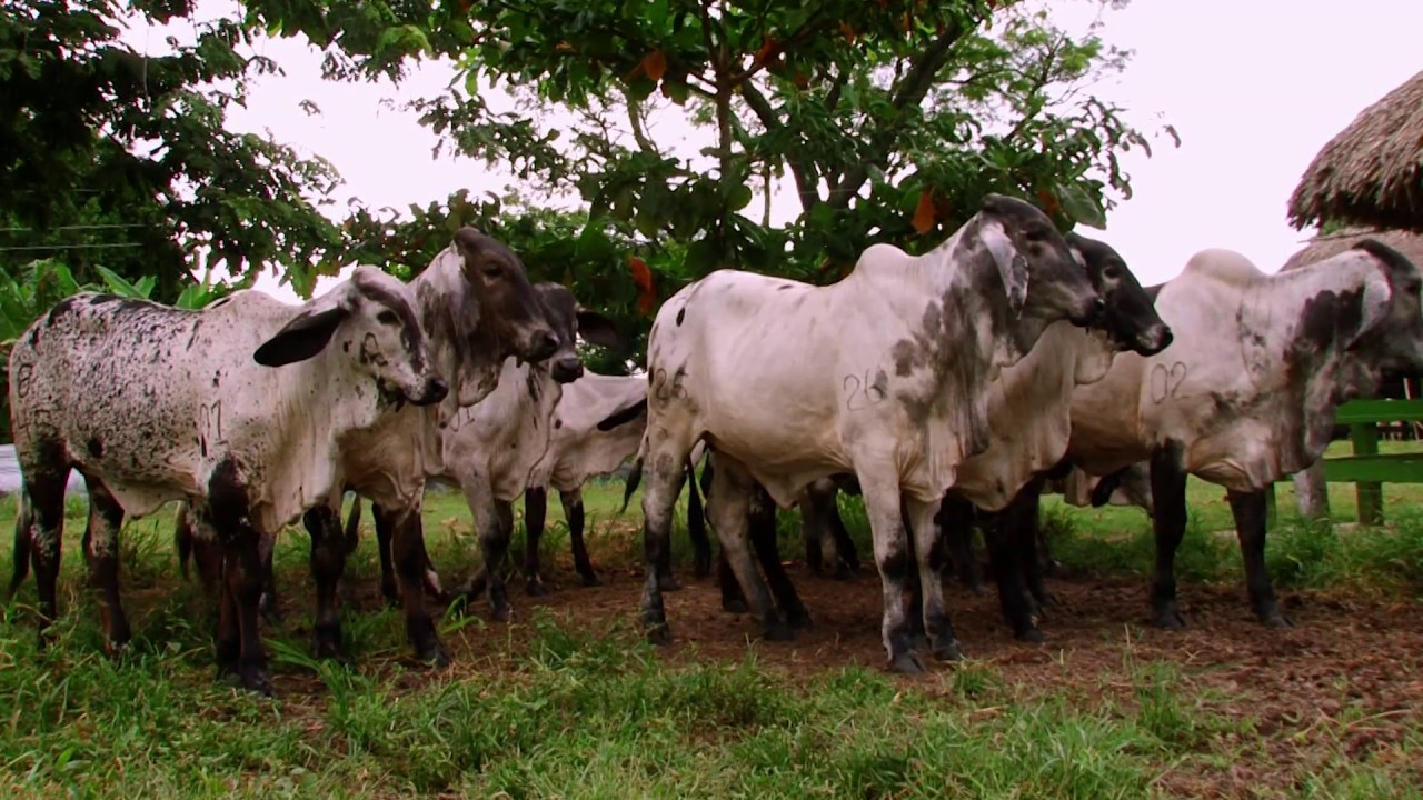 EMPRESARIOS DEL CAMPO PLANETA RICA - CORDOBA - GANADERIA EL CARRITO 12/11/2016