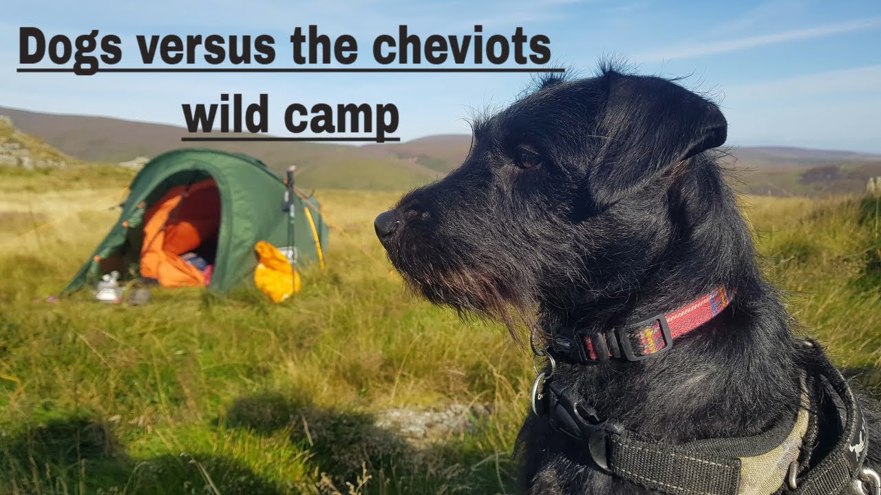 Dog verses the Cheviots, Lara's first mountain camp #cheviots