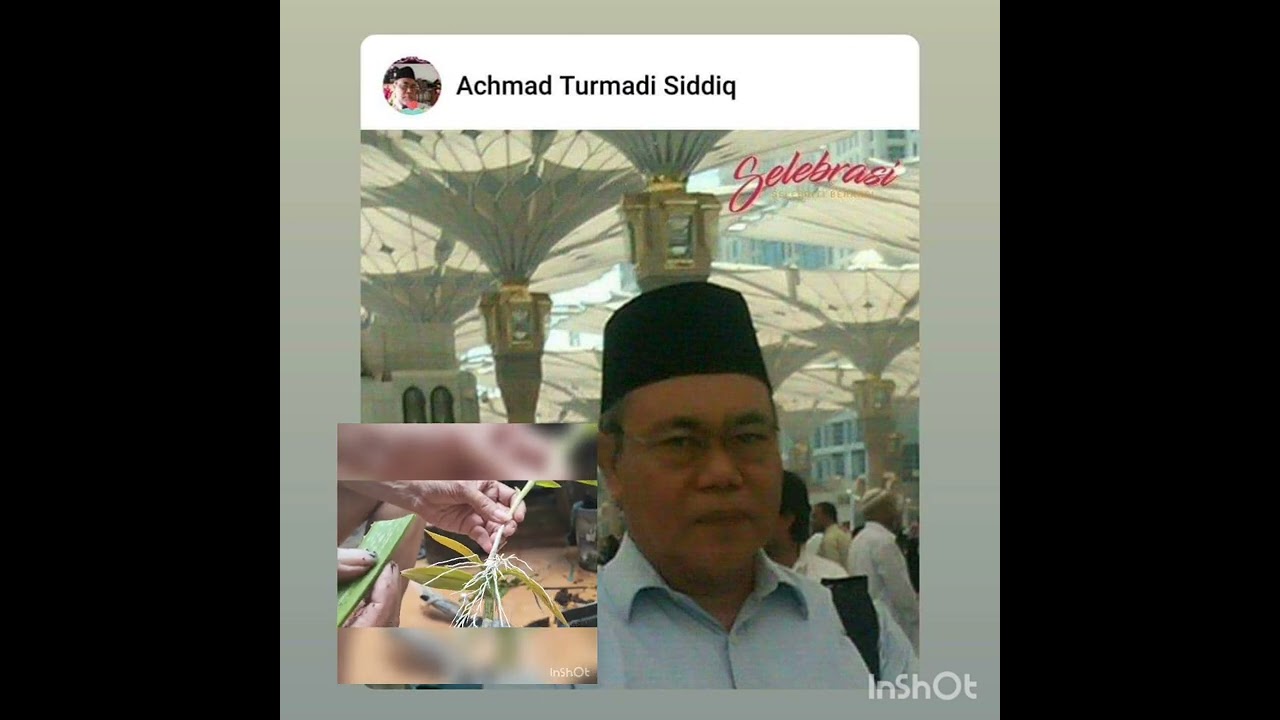 memodifikasi anggrek bulan dumberium untuk ruangan