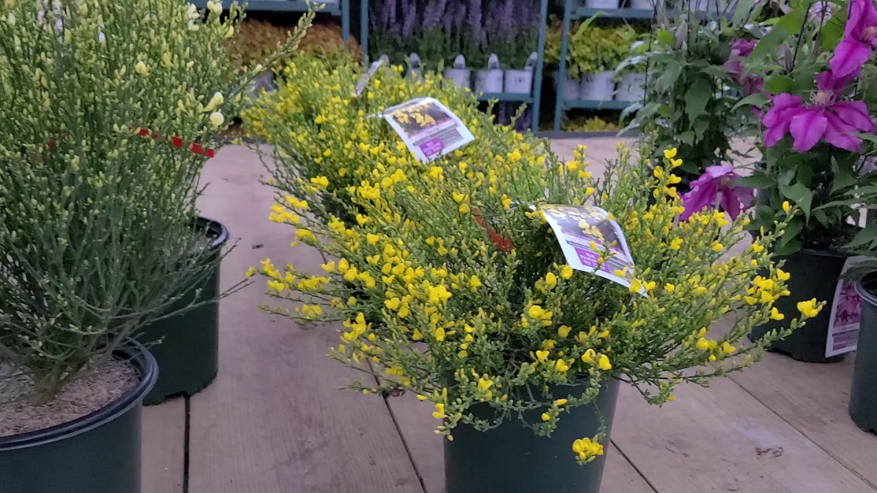 Cytisus 'Allgold' + 'Moonlight' + 'Osiris' (Scotch Broom) // Slender Foliage, Yellow Flowers