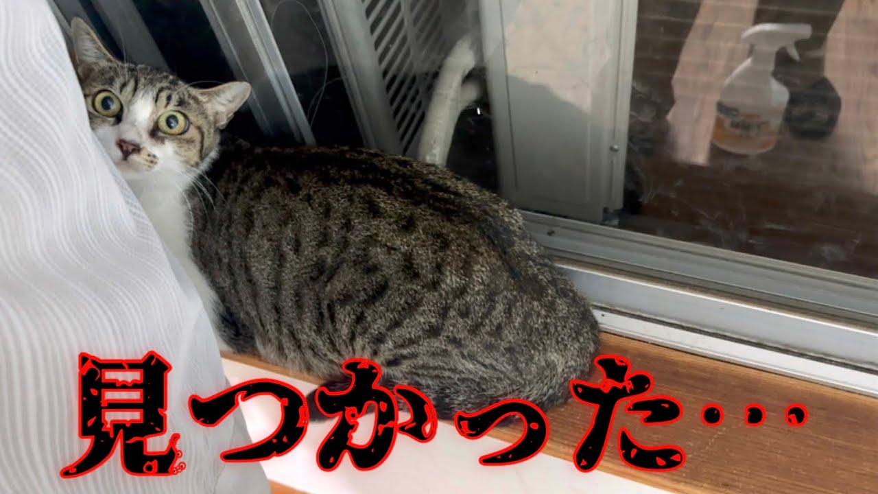 子猫を保護し家族が揃った深夜…脱走した猫親子がこうなりました。