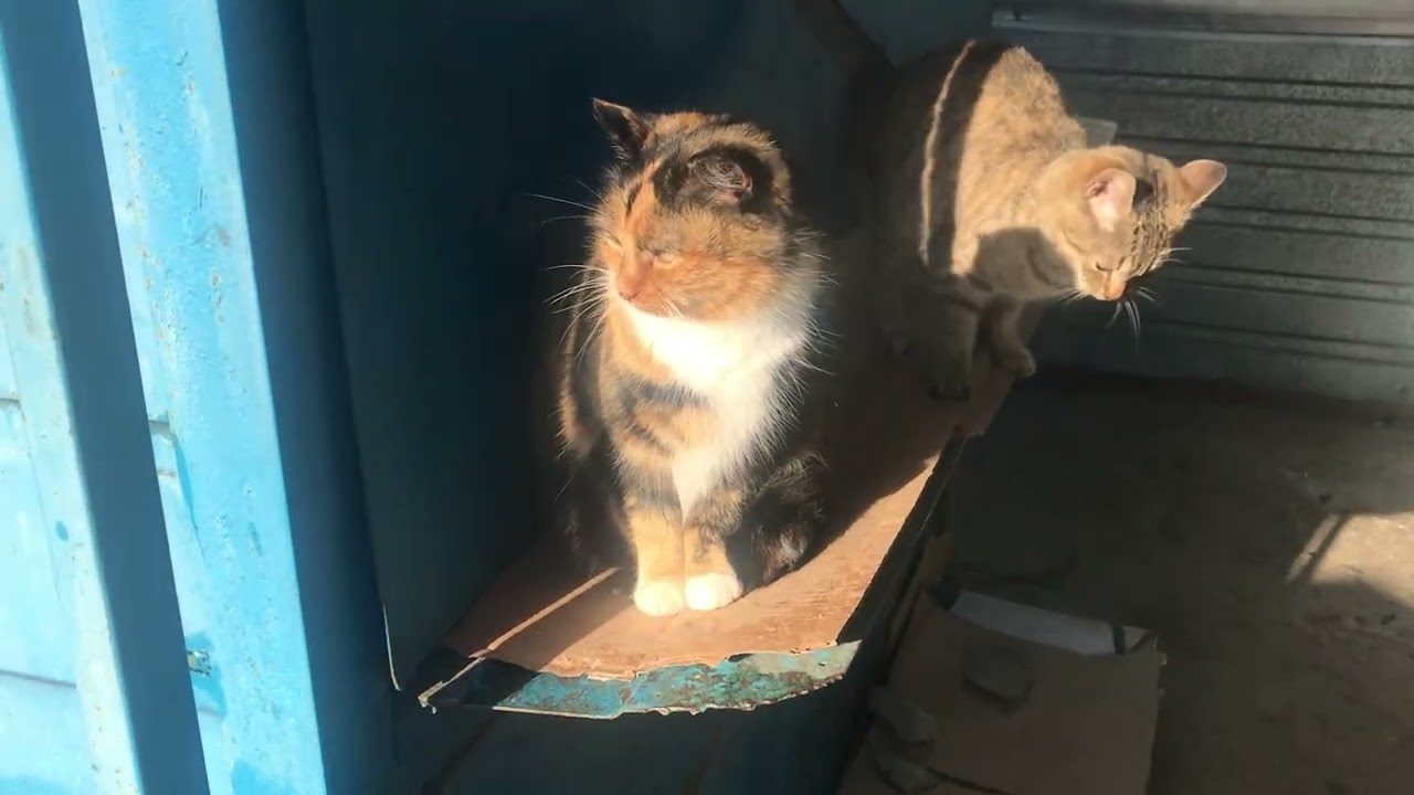 The cats have eaten and are enjoying the spring sunshine.