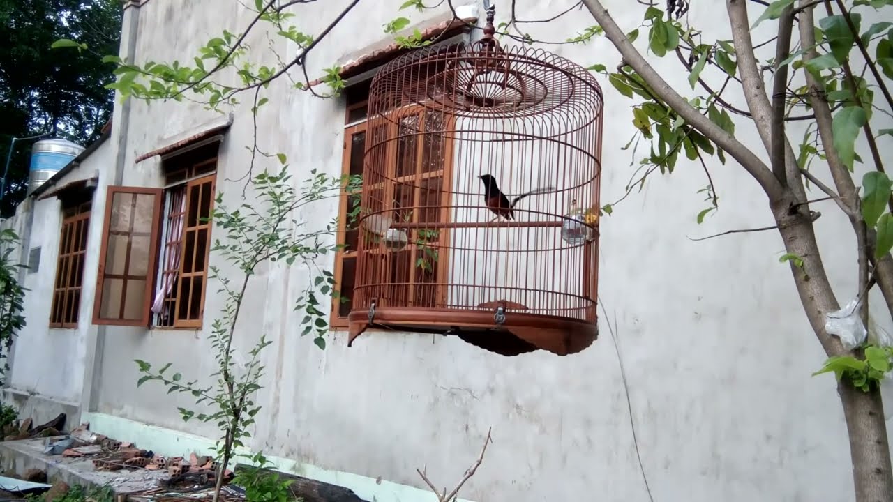 The Sound Of Birds Singing At Sunset | Birds White-rumped shama