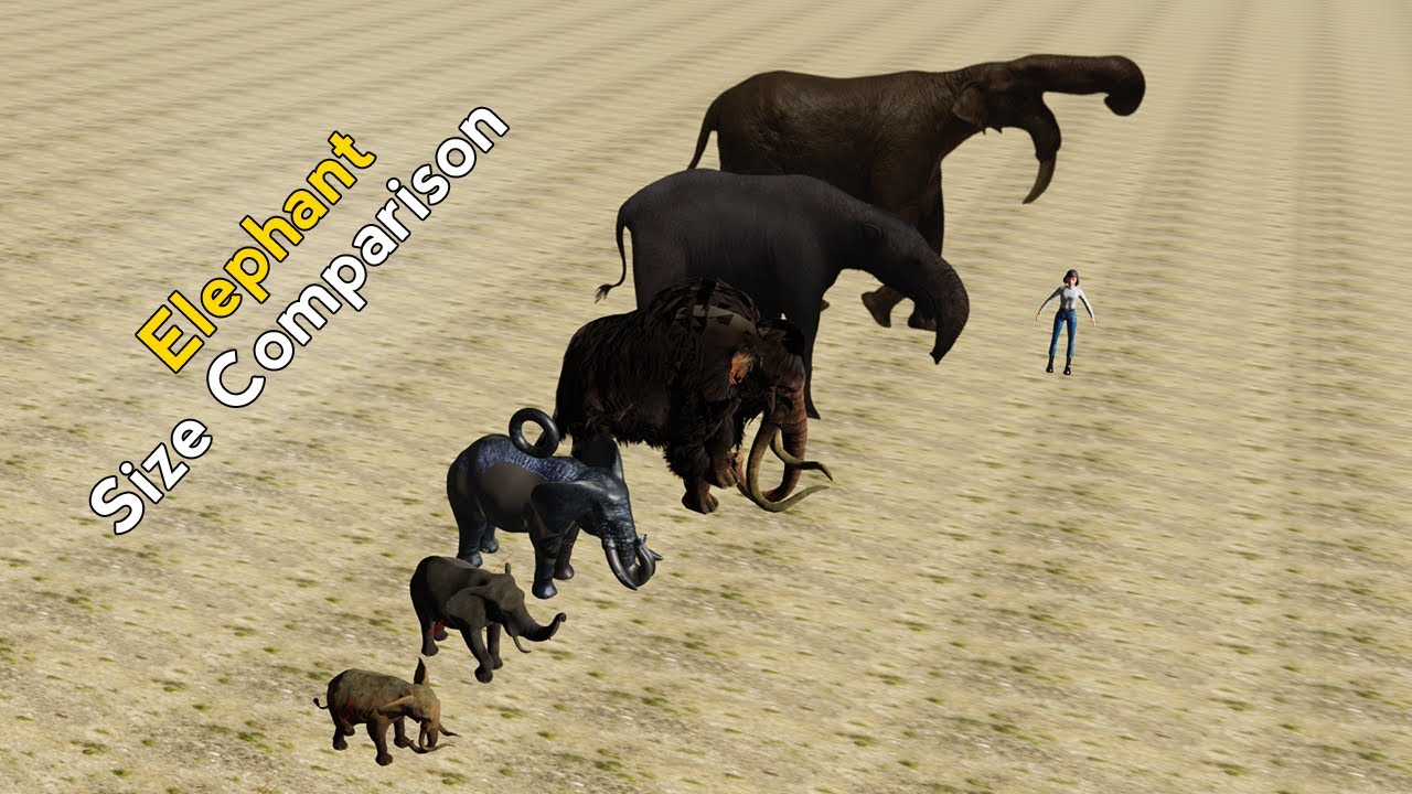 Elephant size comparison 3D Animation | Million Years Ago Elephant Comparison