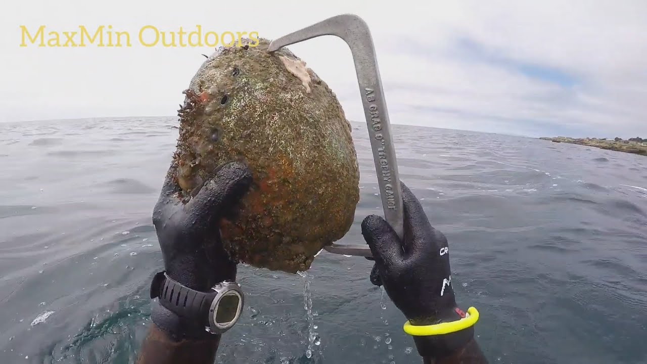Last 10 Inch Trophy Abalone Diving at Mendocino (June 25, 2017)