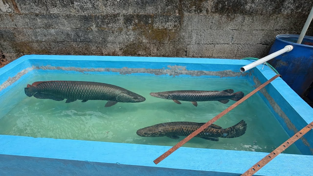 Monster ഫിഷുകൾക്ക് പുതിയ ടാങ്ക് പണിതു #arapaima #fishing #snakehead #fish 