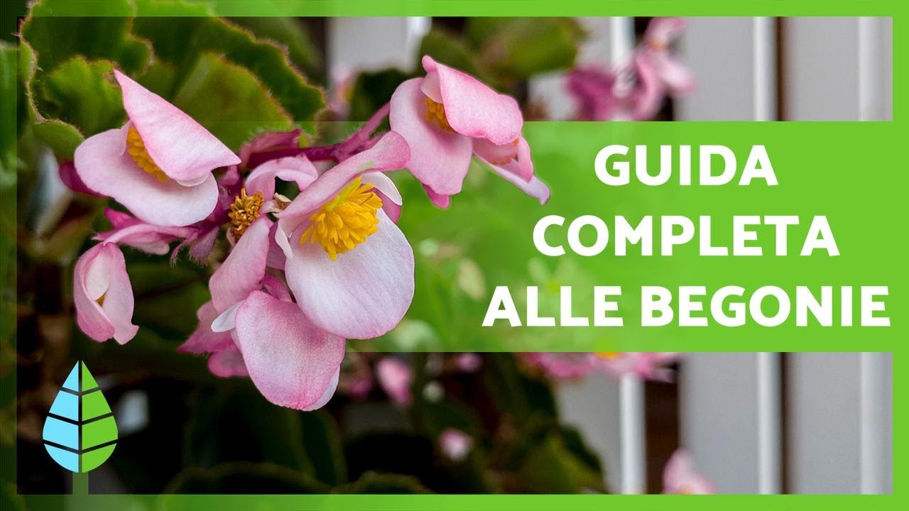 CURA delle BEGONIE 🌸Coltivazione, annaffiatura e molto altro
