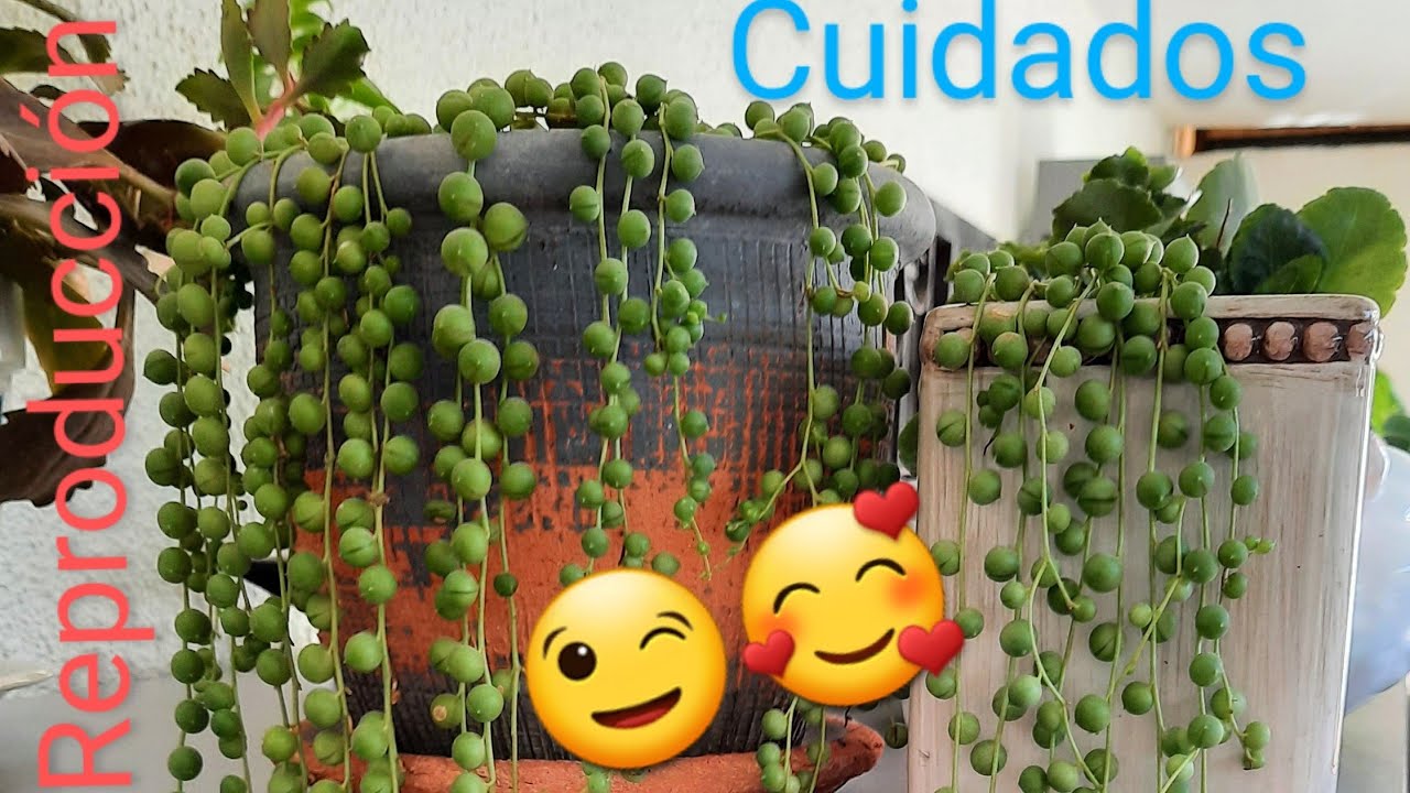Cuidados y reproducción de mi Senecio Rowleyanus (Rosario) y Senecio Radicans Platanito)