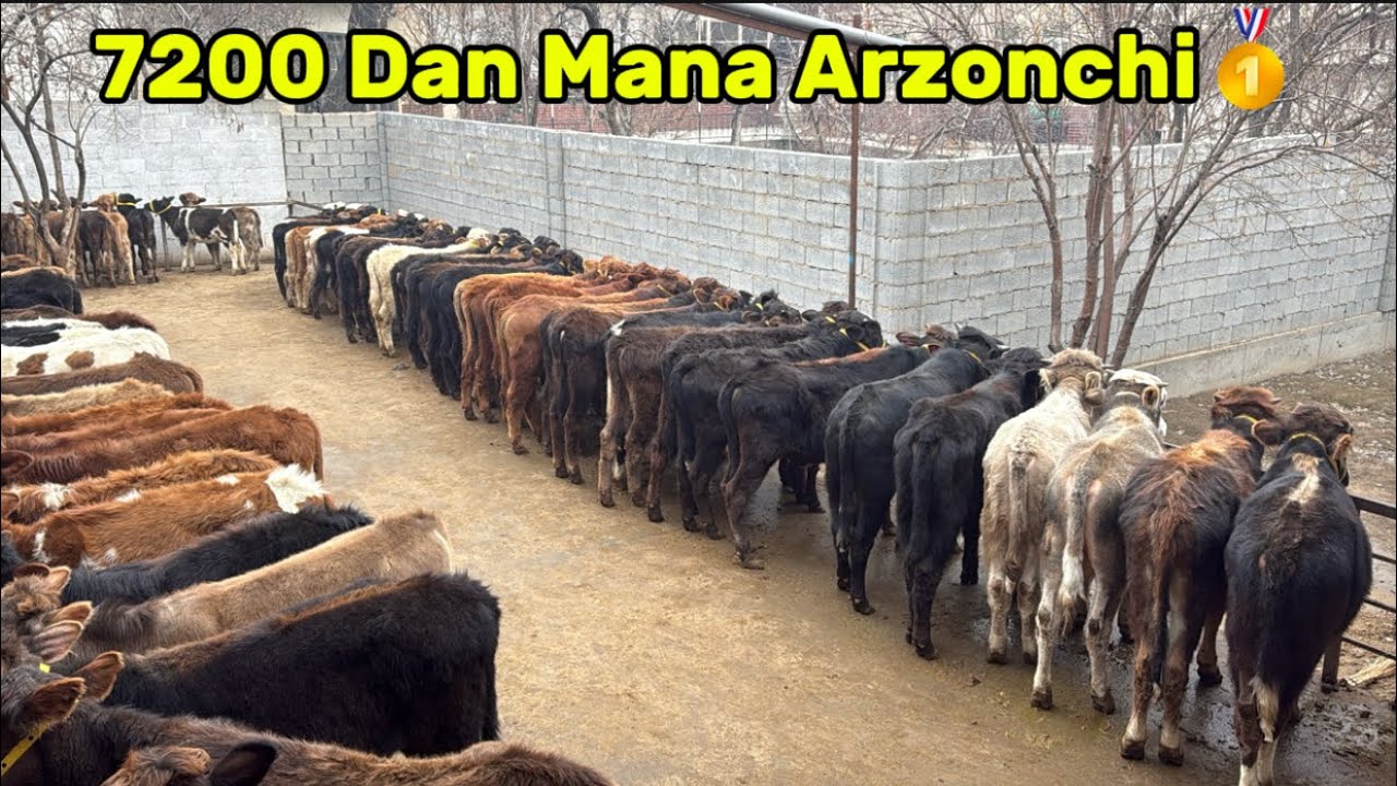 💯SARDOR AKA ARZONCHIDAN MANA YANA YANGI PARTIYA✅