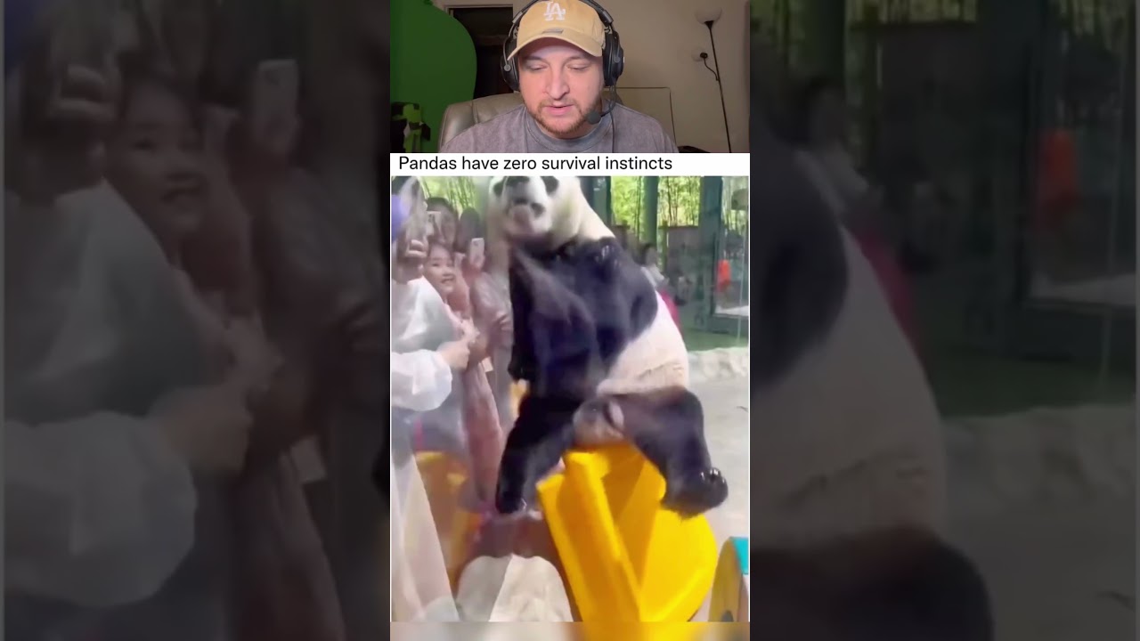 У ПАНД НЕТ ИНСТИНКТОВ 🐼