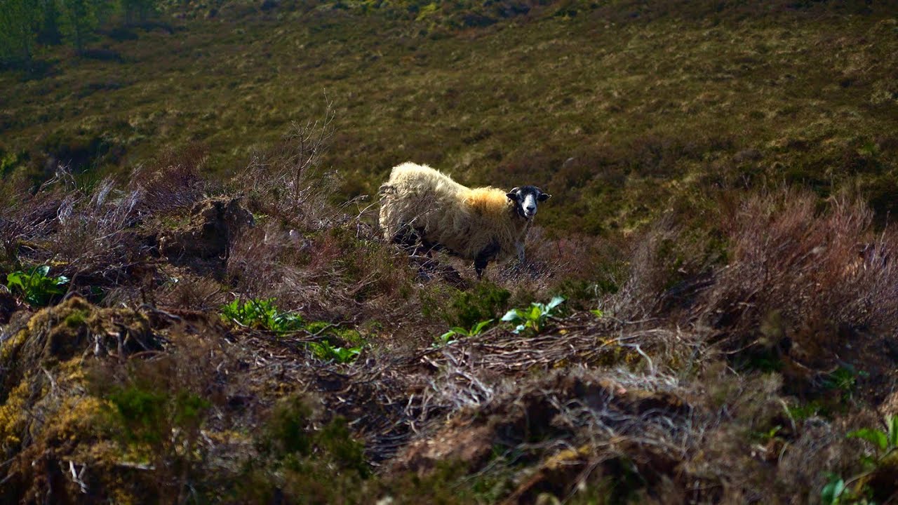 Scottish Blackface Sheep Grazing on the Moor | Calm Nature Footage