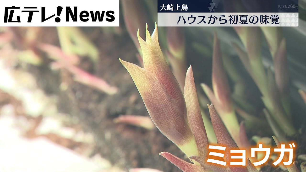 【広島県大崎上島町】ハウス栽培　ミョウガの収穫