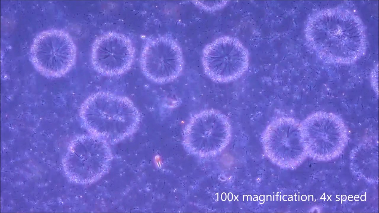 Canine-specific tail-to-tail sperm agglutination