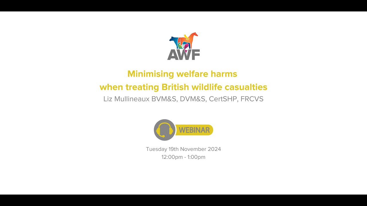 AWF Free Online Talk: Minimising welfare harms when treating British wildlife casualties