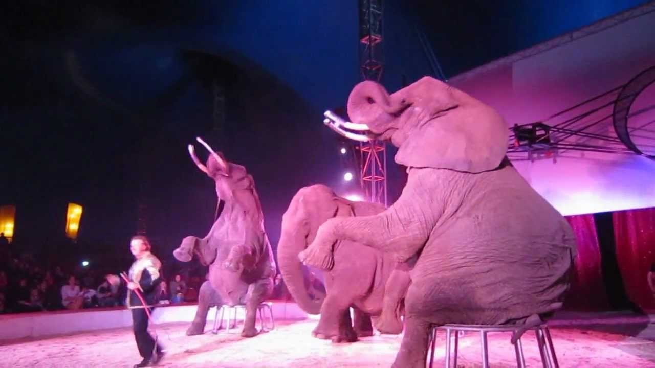 Circus Scott in Karlskrona.wmv
