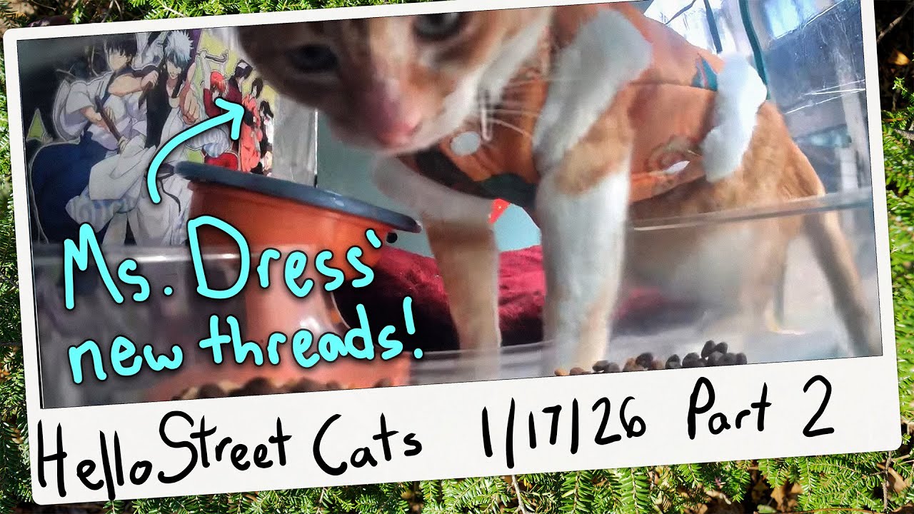 Ms. Dress Shows Off Her New Outfit! 😺💞 Hello Street Cat Archive 1/17/26 Pt 2