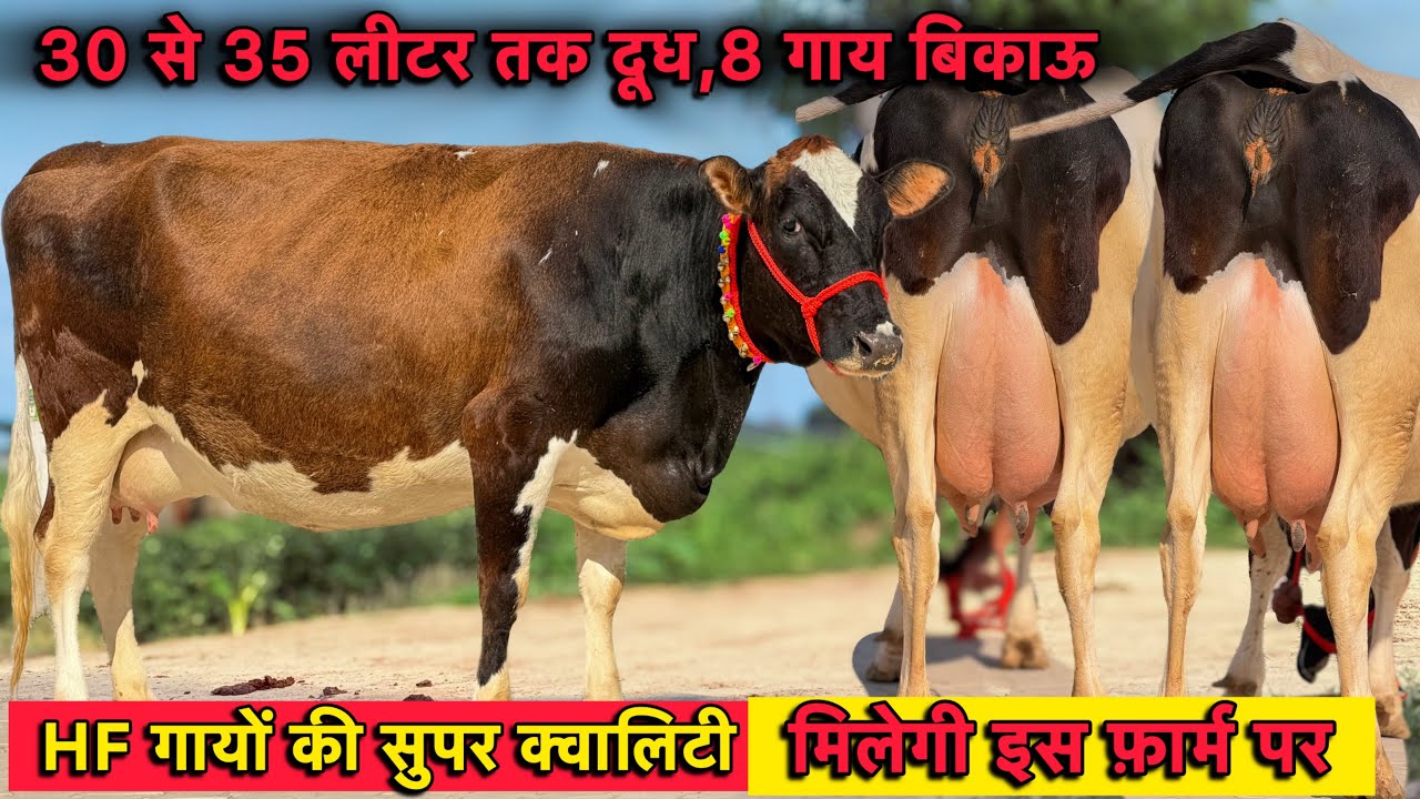 30 से 35 लीटर तक दूध कांटे तोल का,8 गाय बिकाऊ👌HF गायों की सुपर क्वालिटी👌Top Breed Cows For Sale 