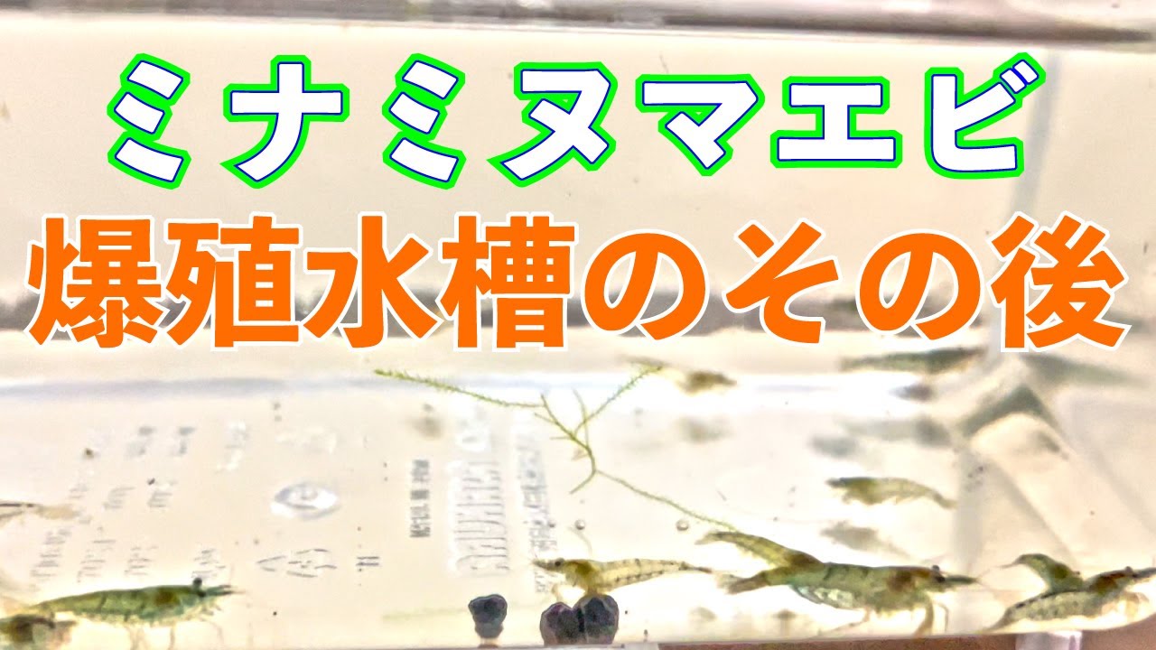 爆殖水槽で飼育しているミナミヌマエビ繁殖経過は？