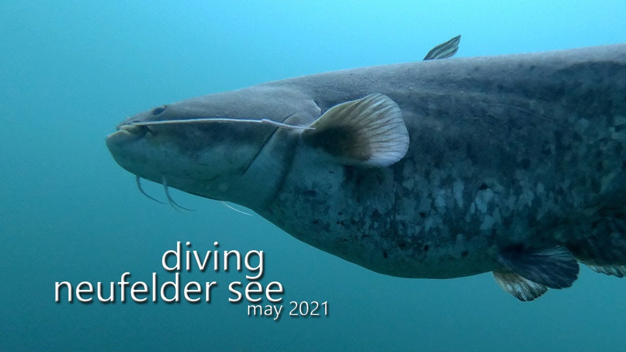 Tauchen im Neufelder See - Mai 2021
