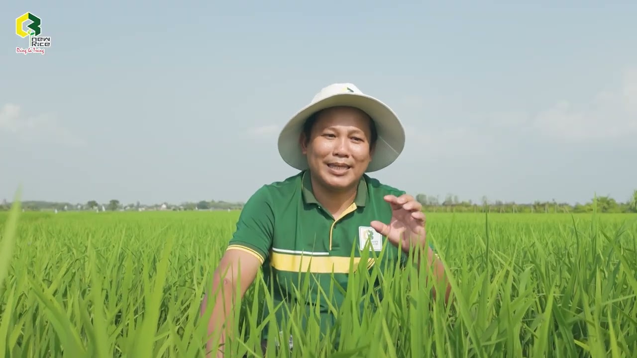 ⚠️ RẦY PHẤN TRẮNG TRÊN LÚA – XỬ LÝ SAO CHO ĐÚNG?