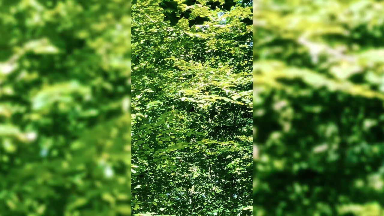 Harry Potter earrape meme