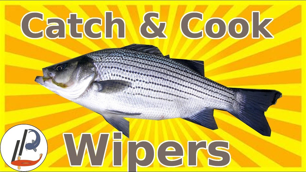 How to Catch and Cook WIPER Bass