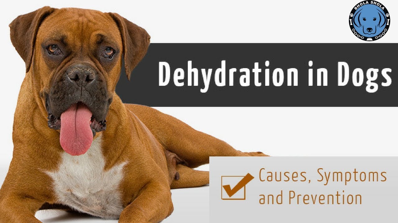 Pet Care - Dehydration for Puppy | Dog | Cats | Causes | Symptom | Prevention - Bhola Shola
