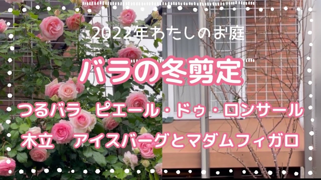 【冬剪定④】ピエール・ドゥ・ロンサール、アイスバーグ、マダムフィガロの3本立て　元気がなかったピエール・ドゥ・ロンサールの原因が判明！　なっちゃんの庭