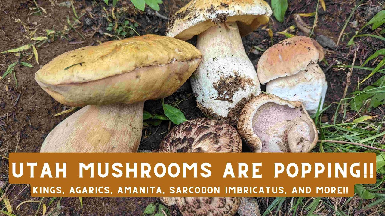 Utah Mushrooms Are Popping Right Now!! Where to find them!!