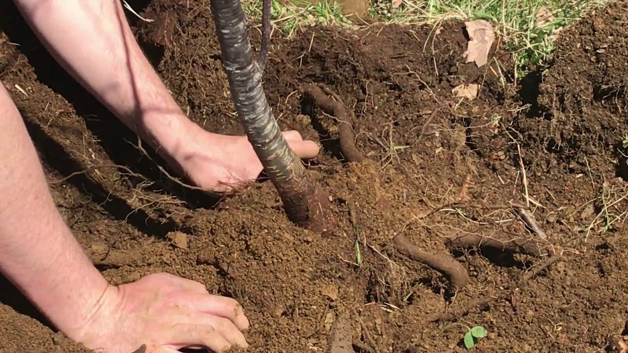How to Move An Established Fruit Tree (By Hand)