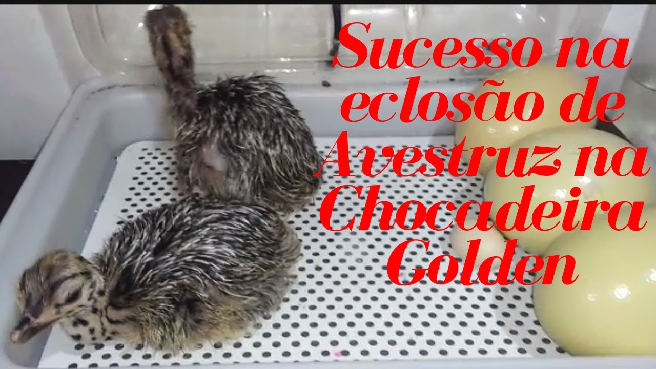 Sucesso na eclosão de filhotes de Avestruz na Chocadeira Golden de plástico - Birth of ostrich cubs